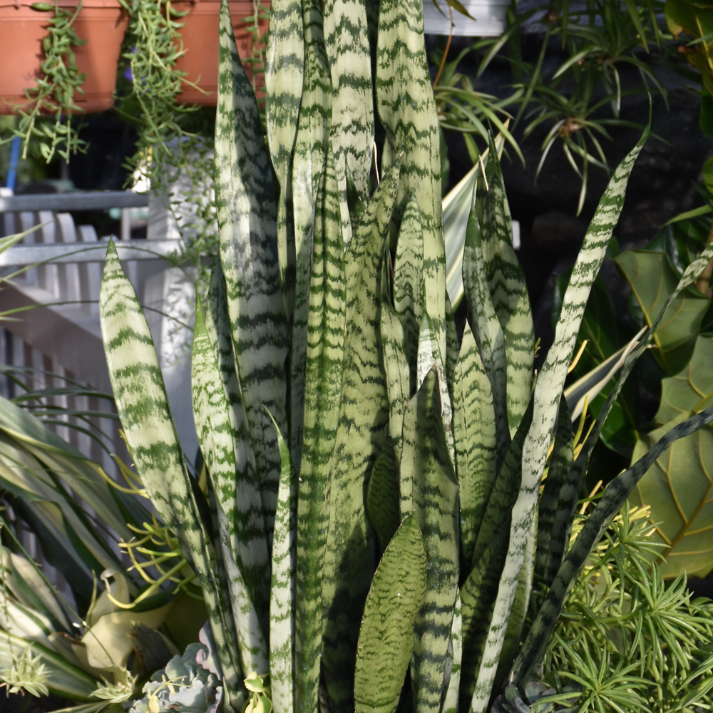 SANSEVIERIA ZEYLANICA 14"