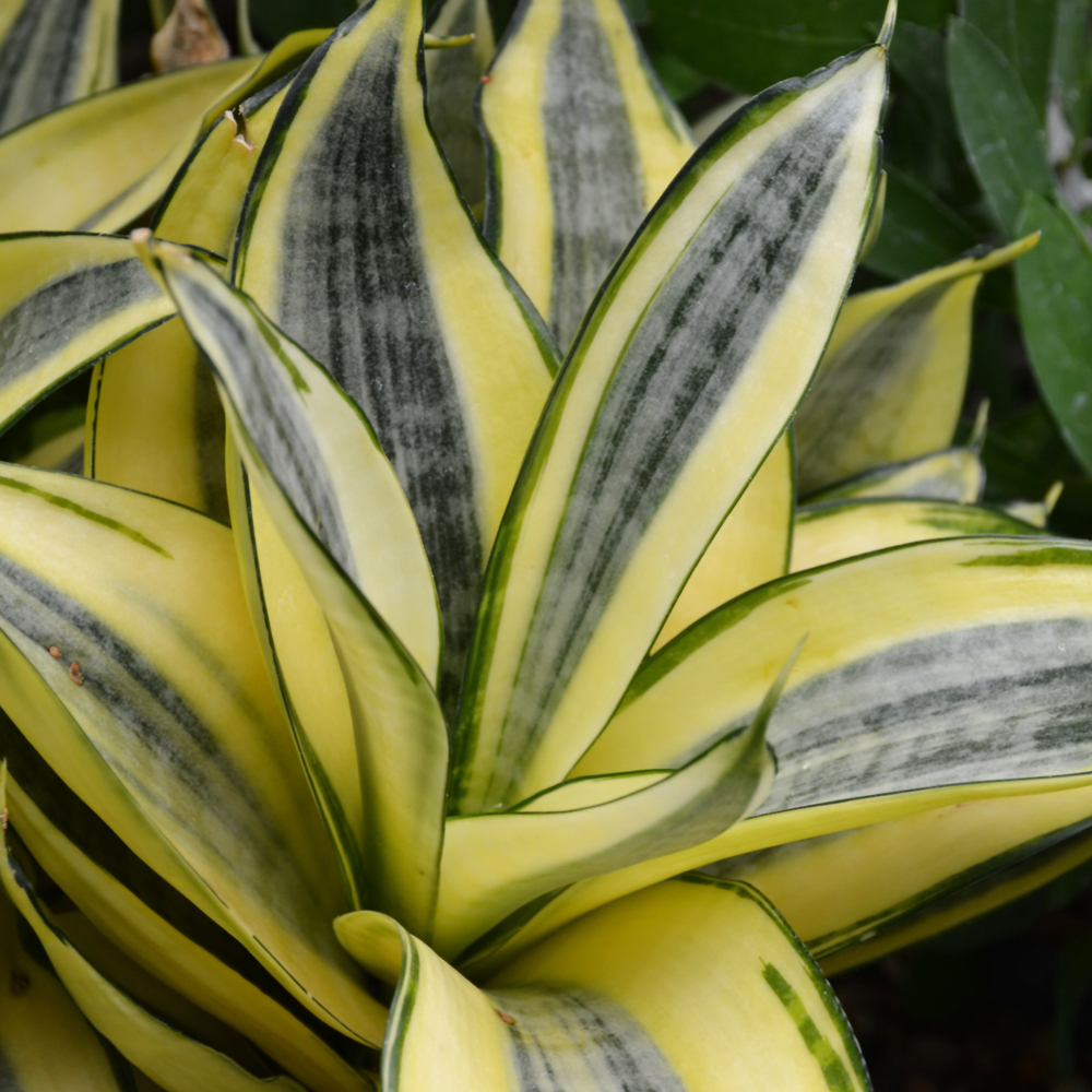 SANSEVIERIA GOLD FLAME 6"