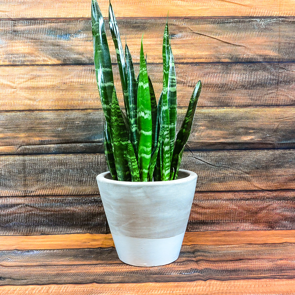 SANSEVIERIA BLACK CORAL 10"