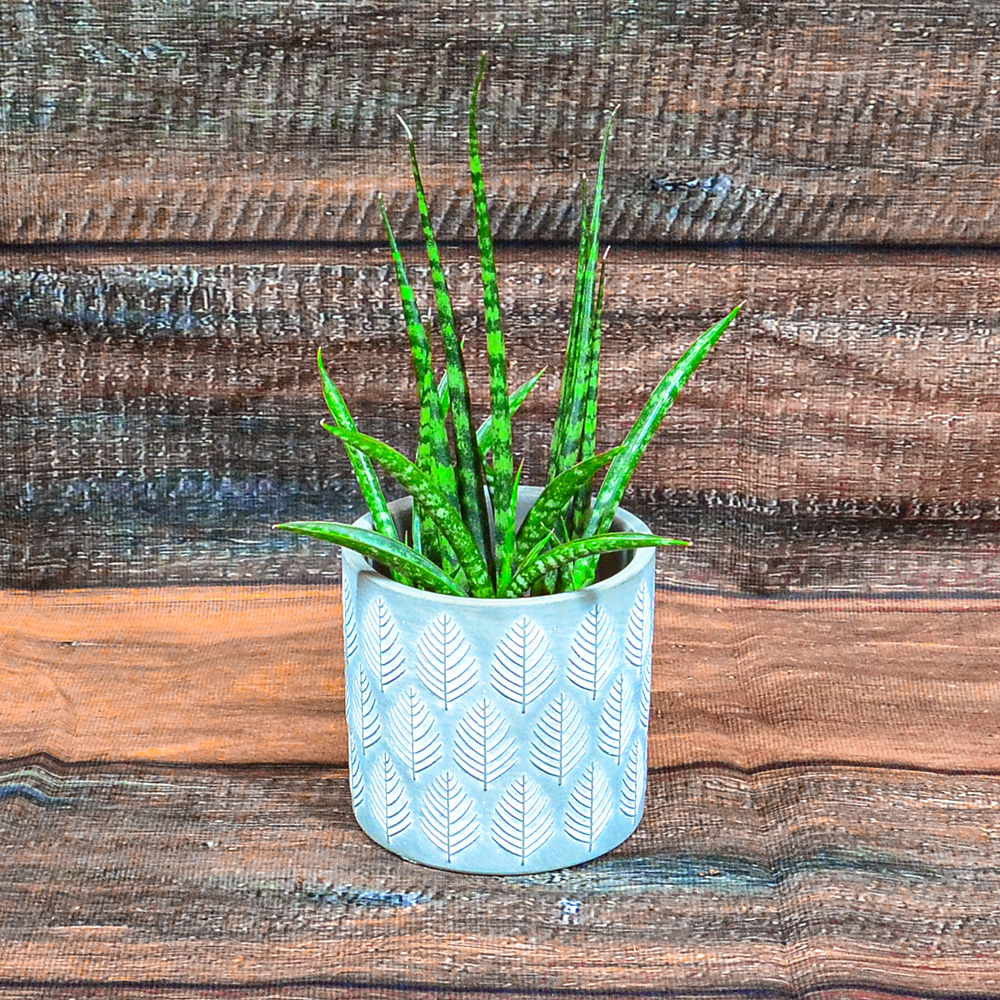 SANSEVIERIA FERNWOOD 6"