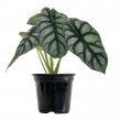 ALOCASIA SILVER DRAGON 6"