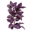 BASIL PURPLE PETRA ORG