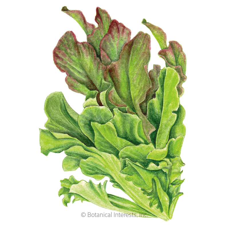 Lettuce Leaf Salad Bowl Blnd Org