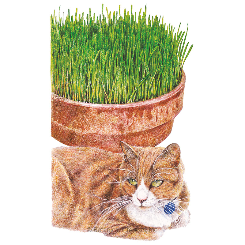 CAT GRASS