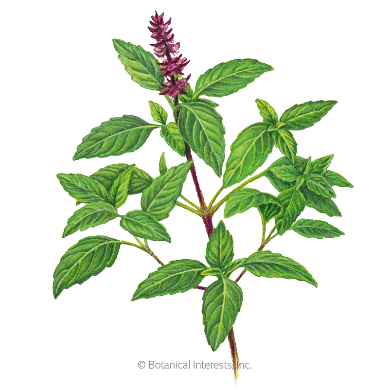 Basil Thai Sweet Thai Org