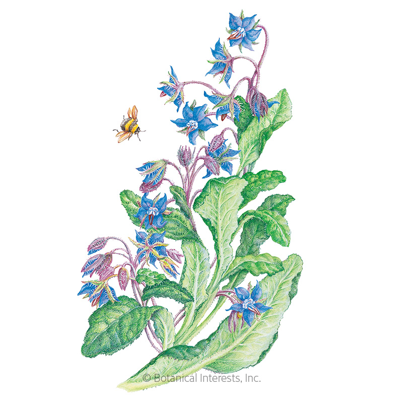 Borage Org