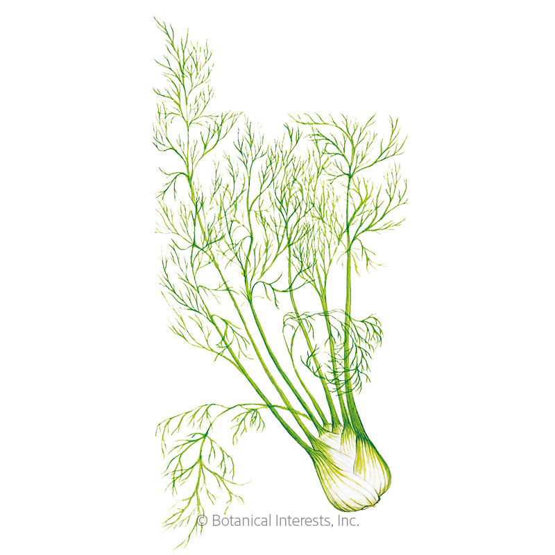 FENNEL ROMANESCO ORG