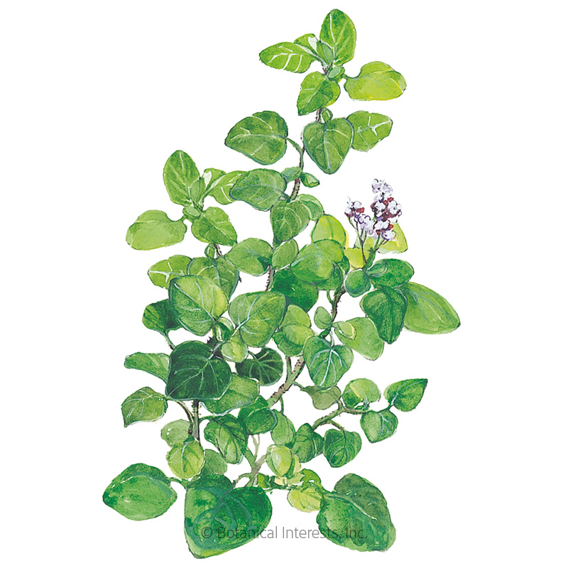 Marjoram Org