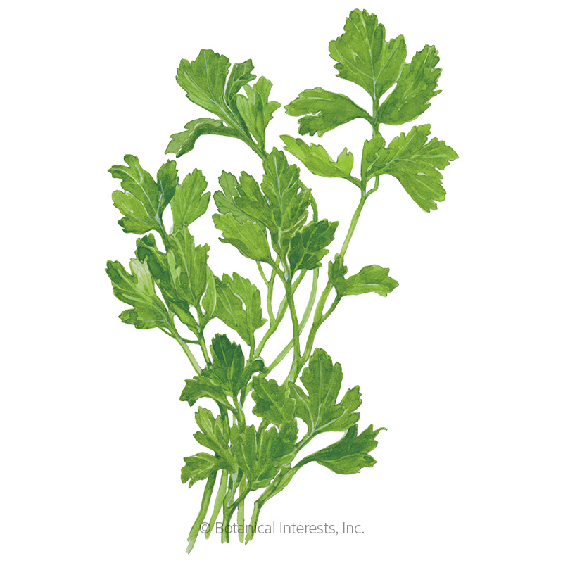 Parsley Italian Dark Green Flat