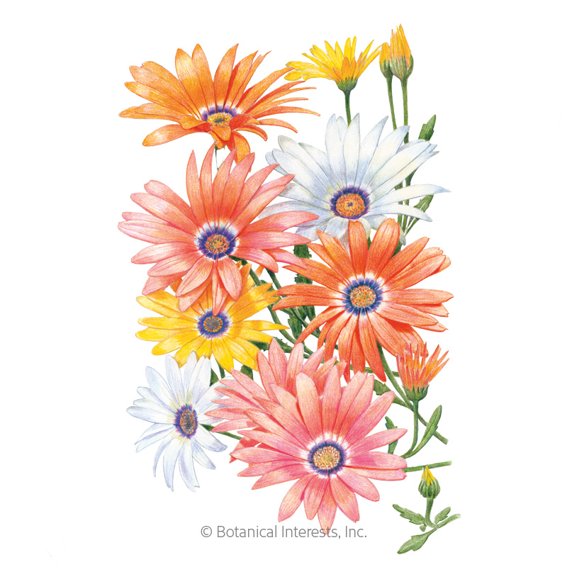African Daisy Cape Marigold