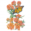 Butterfly Flower Milkweed