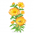 Calendula Oopsy Daisy