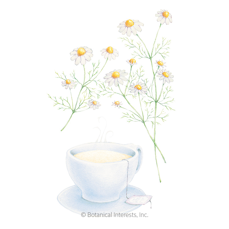 German Chamomile Seeds