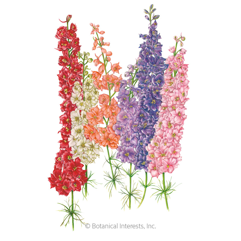 Galilee Blend Larkspur Seeds