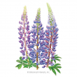 Bluebonnet Sundial Lupine Texas