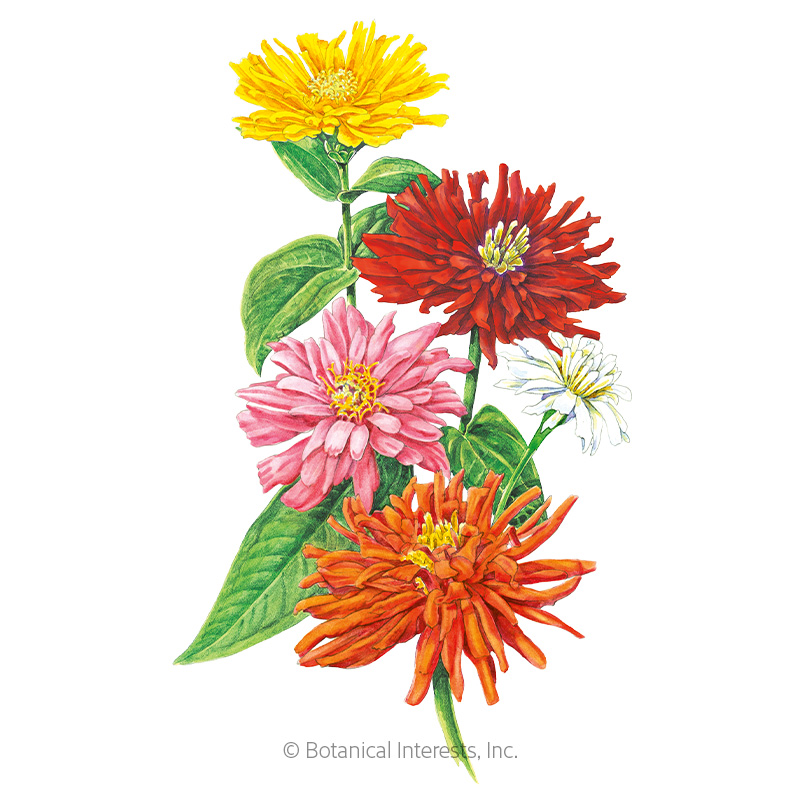 Zinnia Cactus Flower Blend