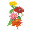 Zinnia Cactus Flower Blend
