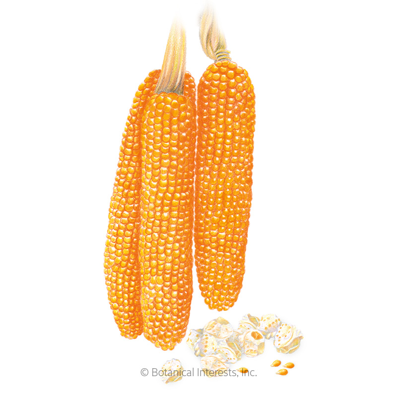   Robust Pop R400MR Popcorn Corn Seeds