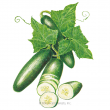 Cucumber Poinsett 76