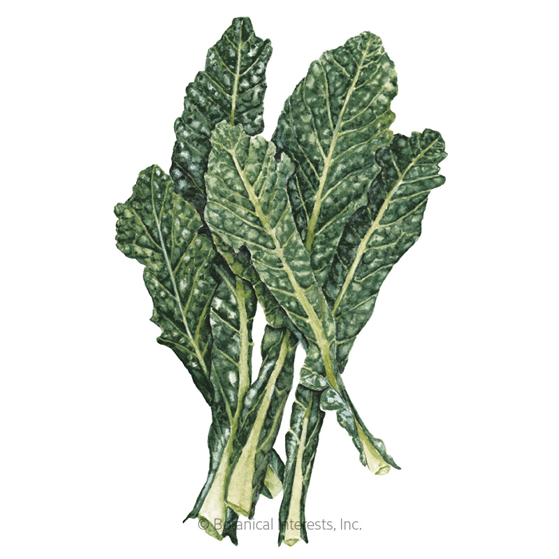 Kale Italian Nero