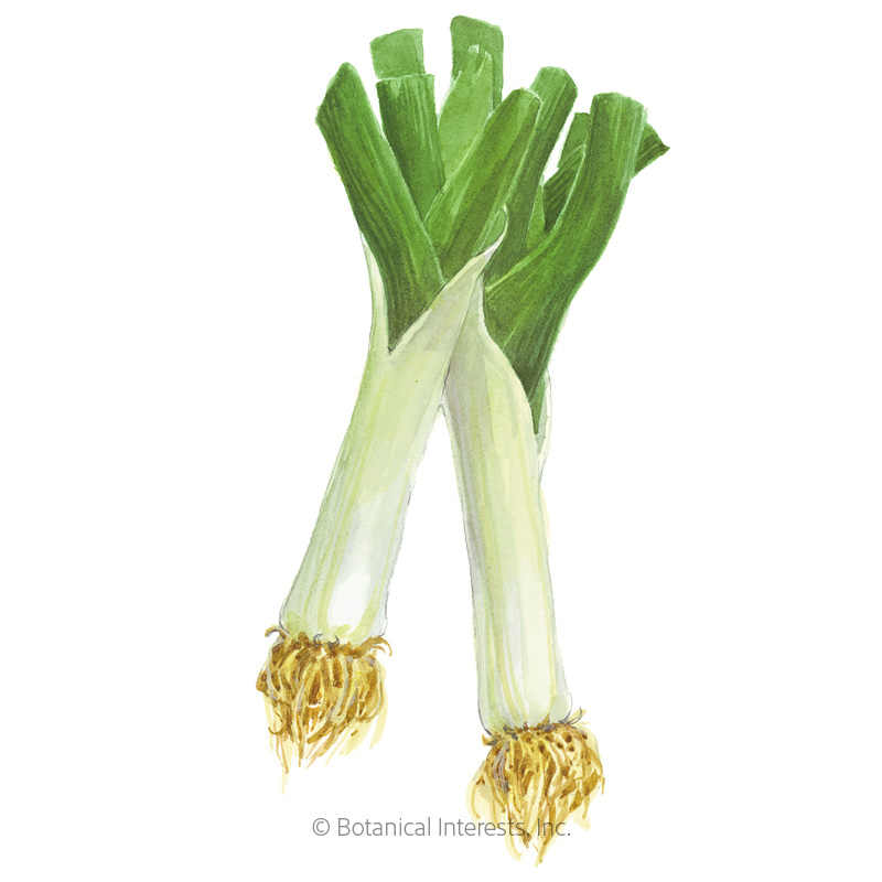 Leek King Richard Org