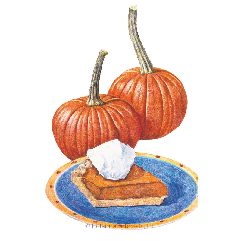 Pumpkin Sugar Pie Org