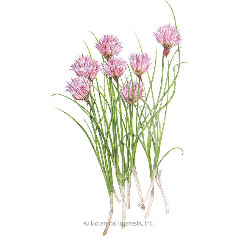 CHIVES COMMON