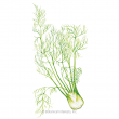 FENNEL FLORENCE FINOCCHIO