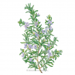 ROSEMARY