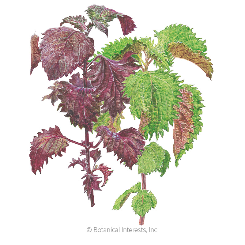 SHISO PERILLA GREEN & RED