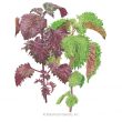 SHISO PERILLA GREEN & RED