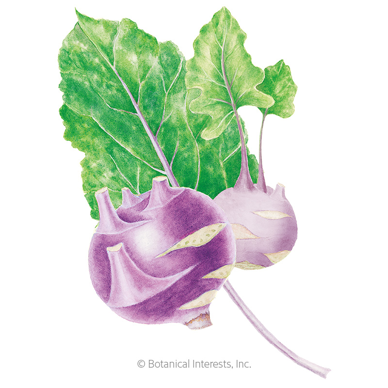 KOHLRABI PURPLE VIENNA