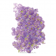 ALYSSUM SWEET ORIENTAL NIGHTS