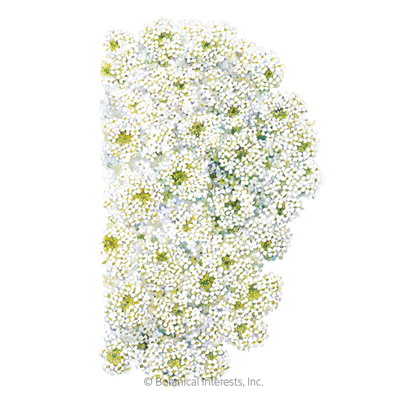 ALYSSUM SWEET TINY TIM