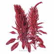 AMARANTH BURGUNDY