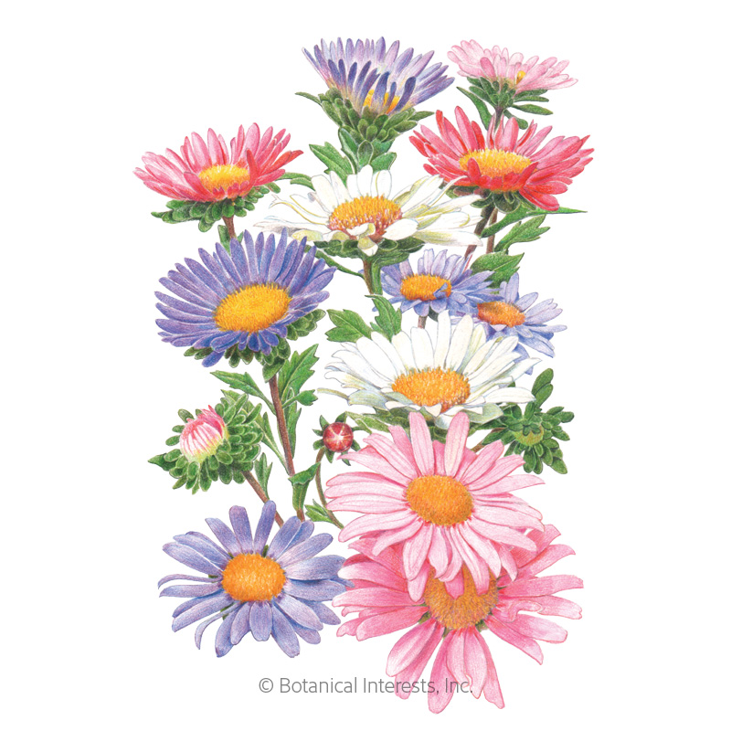 ASTER CHINA BLEND