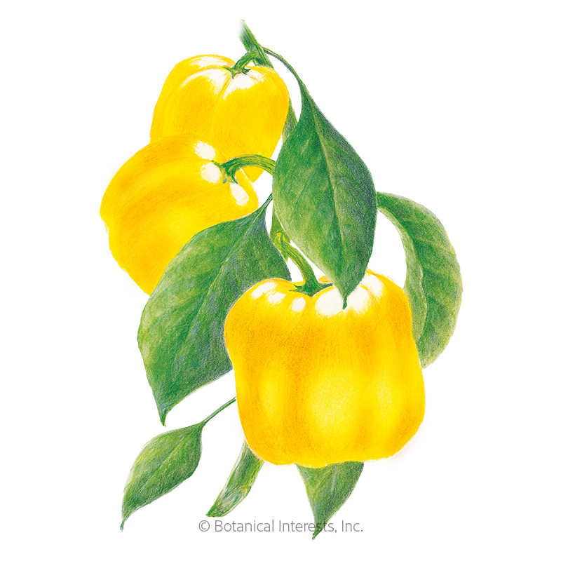 PEPPER SWEET GOLDEN CAL