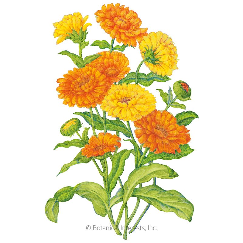 CALENDULA PACIFIC BEAUTY BLEND