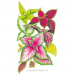 COLEUS RAINBOW BLEND