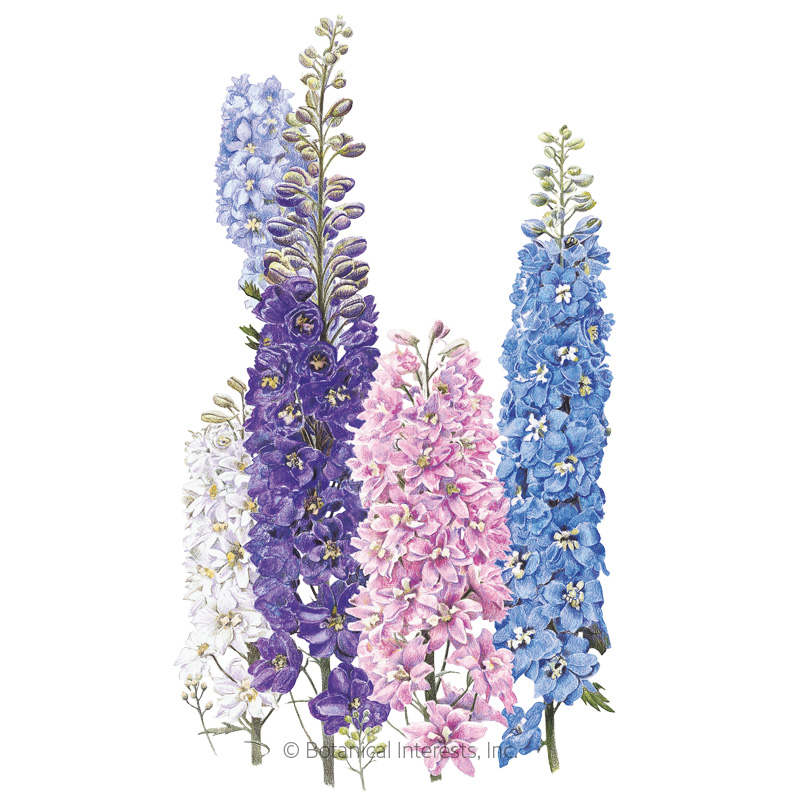 DELPHINIUM PACIFIC GIANT BLEND