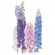 DELPHINIUM PACIFIC GIANT BLEND