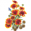 GAILLARDIA GOBLIN