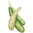 Gourd Luffa