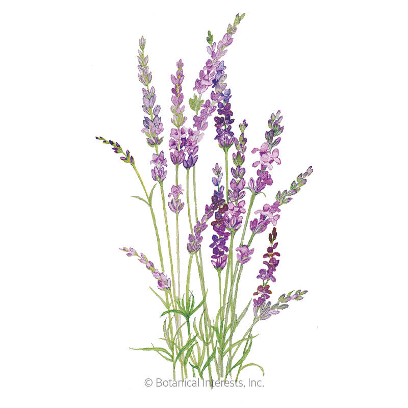 Lavender English Tall