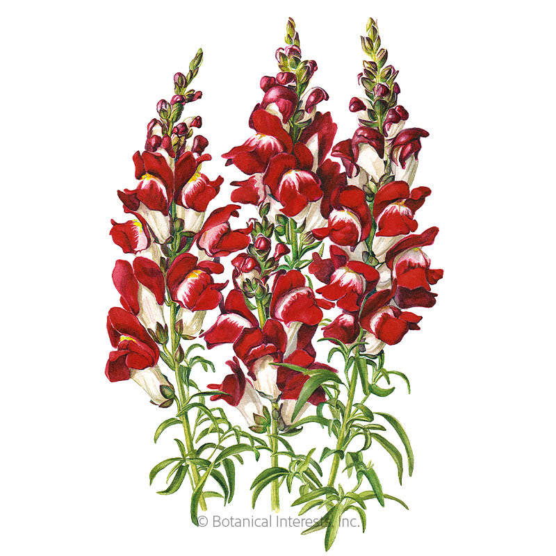 Snapdragon Night and Day