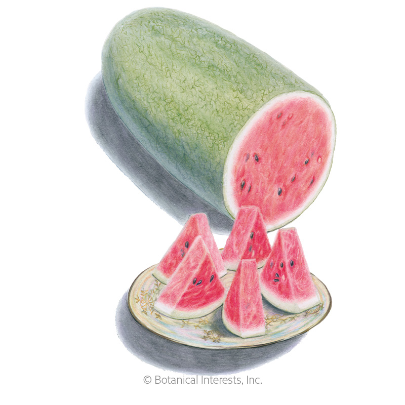 Watermelon