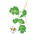 CILANTRO / CORIANDER ORG