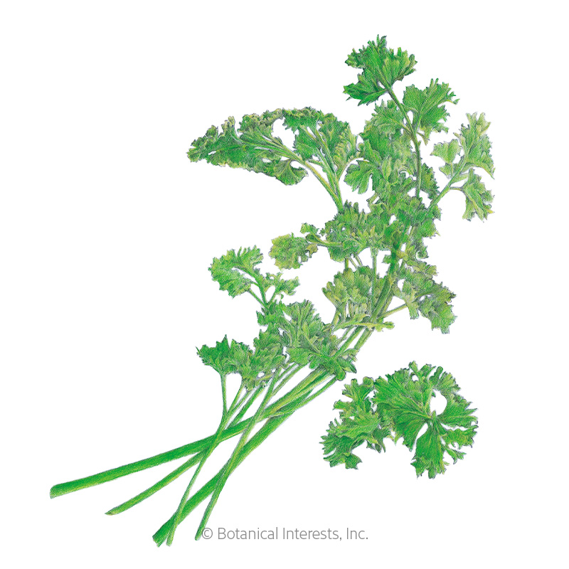 PARSLEY MOSS CURLED ORG