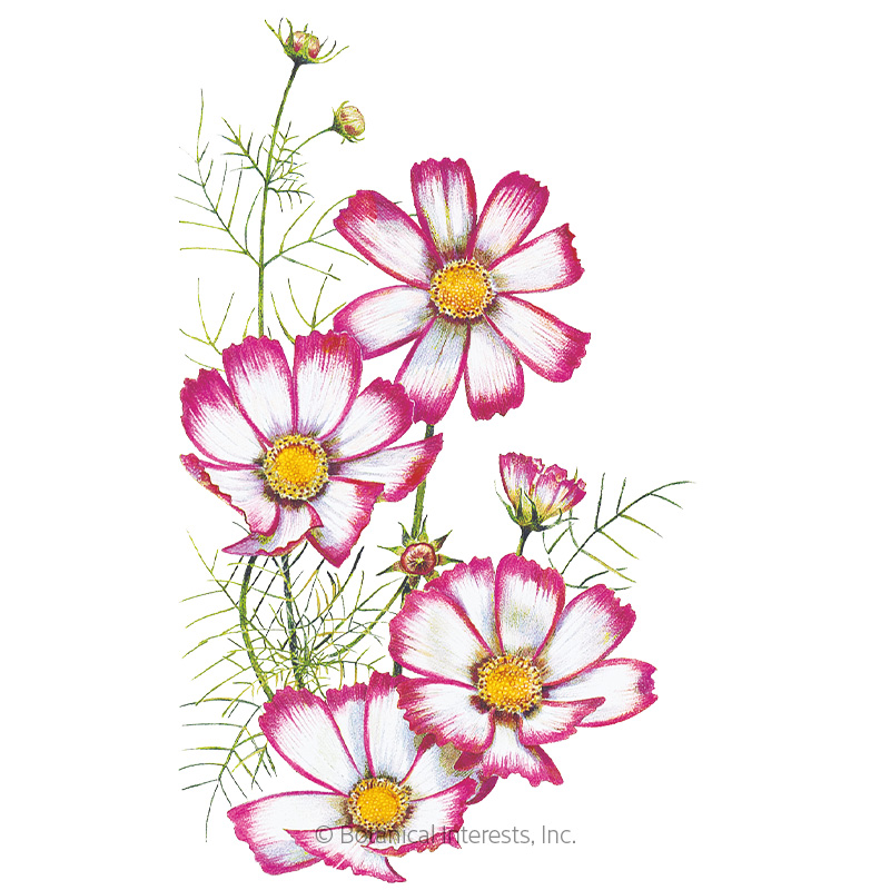 COSMOS CANDY STRIPE