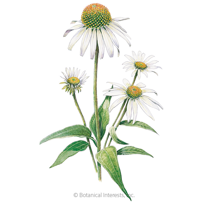 ECHINACEA WHITE SWAN